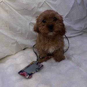 Vera Bradley Lanyard and Wallet